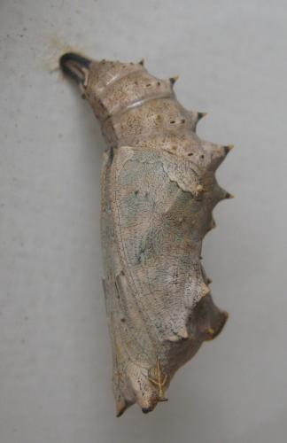 Réf. 302 886 : Nymphalis polychloros